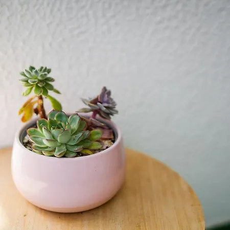 דירה Cantinho Do Mar פורטימאו